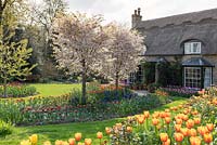 View of spring front garden with blossoming trees and massed tulips. 
