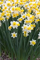 Narcissus 'Sempre Avanti' - Daffodil 'Sempre Avanti' 