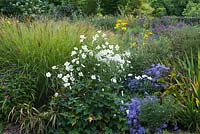 Aster, Anemone and  Miscanthus sinensis 'Rotsilber'.