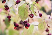 Euonymus planipes - Winged spindle tree