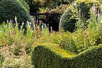 Wave form hedge of Buxus sempervirens - Box - with herbaceous perennial planting and large mounds of Osmanthus burkwoodii behind, at Veddw House Garden, Monmouthshire, Wales, UK.