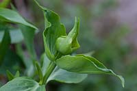 Euphorbia lathyris - caper bush