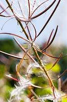 Chamaenerion angustifolium - Rosebay Willowherb