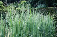 Panicum virgatum 'Northwind' - Switch Grass 'Northwind'
