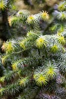 Cunninghamia lanceloata, Chinese Fir Conifer
