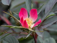 Rosa rubrifolia glauca