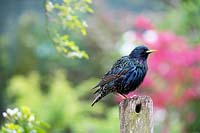 Sturnus vulgaris - Common Starling - on a wooden post.