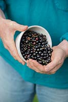 Gardeners tipping picked blackcurrants into hand from bowl. 