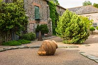 Evergreen Pinus and terracotta pot in courtyard garden, Plaz Metaxu Garden, Devon.