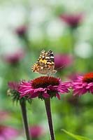 Vanessa cardui - Painted lady butterfly - on Echinacea flowers in a summer border. 