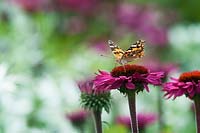 Vanessa cardui - Painted lady butterfly - on Echinacea flowers in a summer border.