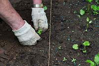 Gardener planting Pastinaca saliva - Parsnip seedlings in a vegetable garden.
