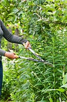 Woman cutting back Solidago 'Goldenrod' with shears in early June to encourage later flowering and a shorter more compact habit.
