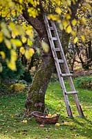 Ladder in orchard with apples and Cydonia oblonga - quinces.