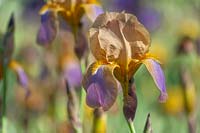 Tall Bearded Iris 'Evolution'