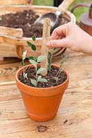 Inserting wooden plant label into terracotta pot of Cotoneaster hardwood cuttings