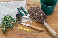 Tools and materials for propagating semi-ripe cuttings of Hebe albicans 'Blue Star'.