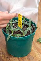 Woman covering watered pot of Hebe albicans 'Blue Star' cuttings with plastic bag to encourage rooting.