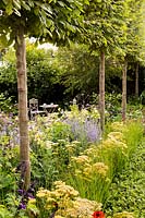 A row of pleached Hornbeams - Carpinus betulus forms underplanted with 
Alchemilla, Perovskia 'Blue spire' and Verbena bonariensis. 
Best of Both Worlds garden, Designer Rosemary Coldstream 
RHS Hampton Court Palace Flower Show 2018