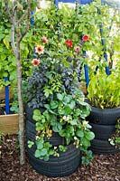Old tyres used as raised plant beds with Dahlia and strawberries. RHS Grow Your Own with The Raymond Blanc Gardening School, RHS Hampton Court Palace Flower Show, 2018. 