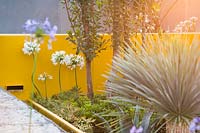 Agapanthus africanus 'White', Agave sisalana and Arbutus unedo by modern water feature with yellow wall. Santa Rita 'Living La Vida 120' Garden, Sponsored by Santa Rita Wines, RHS Hampton Court Flower Show, 2018.