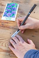 Woman writing out plant label for Centaurea cyanus 'Blue Ball' - Cornflower 'Blue Ball'.