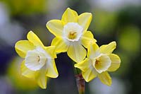 Narcissus 'Pipit' -Daffodil 'Pipit' 