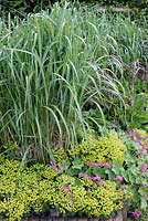 Hedge of Miscanthus sinensis 'Malepartus' underplanted with Geranium macrorrhizum 'Czakor' and Euphorbia cyparissias 'Fens Ruby' at the Barn House, Glos in May