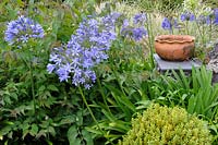 Agapanthus with clipped box and a decorative terracotta pot