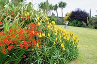 Aloe striatula with scarlet Crocosmia 'Lucifer' and phormiums beside the lawn.