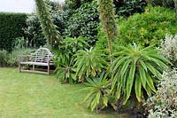 Echium pininana, Euphorbia mellifera, laurels and variegated grasses surround a Lutyens bench on the lawn. 