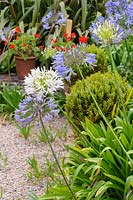 Self seeded agapanthus amongst clipped box and pots of scarlet pelargoniums on a gravelled terrace. 