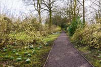 Path lined with Lonicera fragrantissima at Hodsock Priory, Blyth, Nottinghamshire