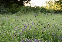 Meadow with Centaurea nigra - common knapweed, and Vicia cracca - tufted vetch, Kent