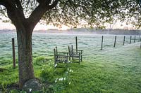Mist rising at dawn with chairs under tree beside fence and fields, Stockbridge, Hampshire