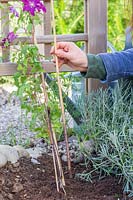 Woman removing supportive canes from clematis after planting.
