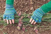 Woman laying Verbena flowerheads into place on soil, to act as mulch and ensure that seeds fall out and establish naturally.