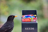 Turdus merula - Blackbird and seed packet box. 