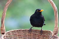 Turdus merula - Blackbird on gardeners wicker basket. 