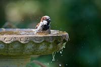Passer domesticus - Male House Sparrow washing in a birdbath 