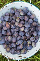 Prunus insititia 'Farleigh' - Picked Damson fruits in a colander. 