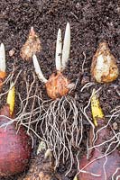 Cross section of rooting and shooting bulb lasagna in terracotta pot, including Narcissus 'Cheerfulness White', Tulipa 'Passionale', Crocus 'Ruby Giant' and Muscari latifolium.