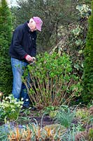 Man pruning out dead stems from Hydrangea macrophylla 'Endless Summer'. 
