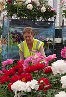 Claire Austen preparing her display of Peonies inside the Pavilion, RHS Chelsea Flower Show. 