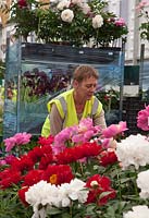 Claire Austen preparing her display of Peonies inside the Pavilion, RHS Chelsea Flower Show.