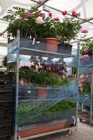 A Trolley of plants inside the Pavilion, RHS Chelsea Flower Show 