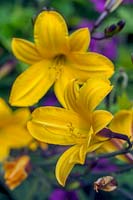 Hemerocallis 'Golden Chimes' and Geranium 'Ann Folkard' 