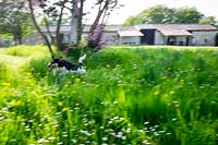 Jack Russell Dog running through a garden. 