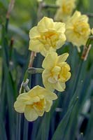 Narcissus 'Yellow Cheerfulness' - Daffodil 'Yellow Cheerfulness'