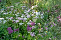 Early summer cottage style garden with Chearophyllum hirsutum 'Roseum', Allium 'Purple Sensation' and Geranium 'Charles Perrin'.

